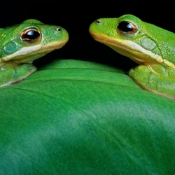 Jigsaw puzzle: Green tree frogs