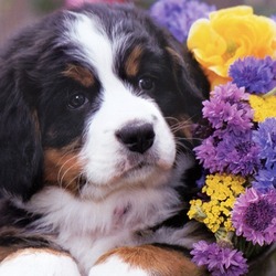Jigsaw puzzle: Puppy with a bouquet