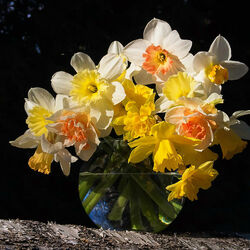 Jigsaw puzzles on topic «Daffodils»