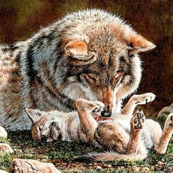 Jigsaw puzzles on topic «Wolves»