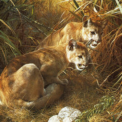 Jigsaw puzzle: Cougars