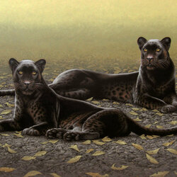Jigsaw puzzle: Two panthers