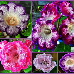 Jigsaw puzzles on topic «Gloxinia»