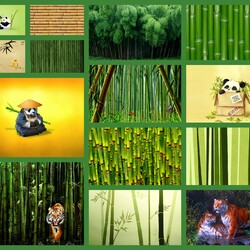 Jigsaw puzzle: Bamboo