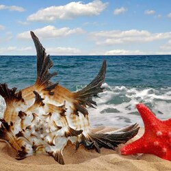 Jigsaw puzzle: Starfish and shell