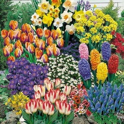 Jigsaw puzzles on topic «Hyacinths»