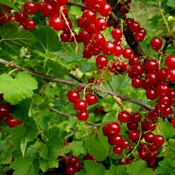 Jigsaw puzzle: Red Ribes