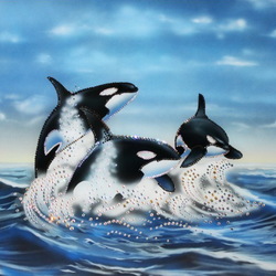 Jigsaw puzzle: Killer whales