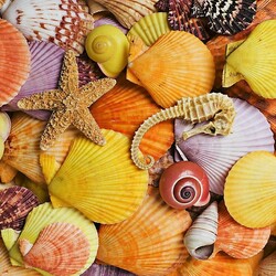 Jigsaw puzzle: Star with shells