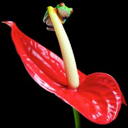Jigsaw puzzles on topic «Anthurium»