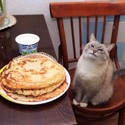 Jigsaw puzzle: Cat and pancakes