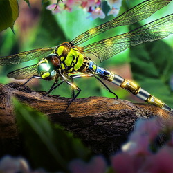 Jigsaw puzzle: Cyber dragonfly