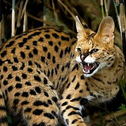 Jigsaw puzzle: Serval