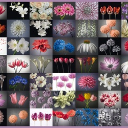 Jigsaw puzzles on topic «Flower collage»