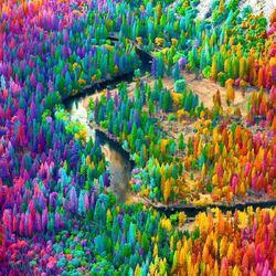 Jigsaw puzzle: Rainbow forest