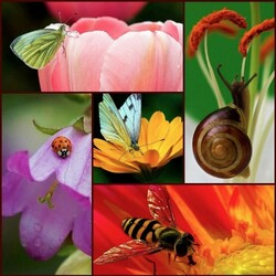 Jigsaw puzzle: Flora and fauna