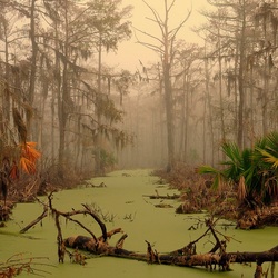 Jigsaw puzzle: Manchak swamps in Louisiana