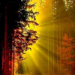 Jigsaw puzzle: The sun came into the forest