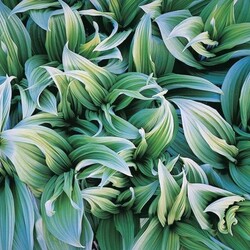 Jigsaw puzzle: Green hellebore