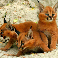 Jigsaw puzzle: Caracals