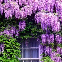 Jigsaw puzzle: Wisteria at home