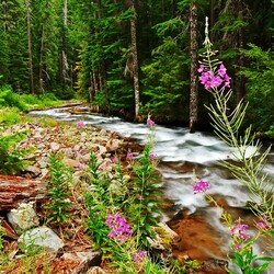 Jigsaw puzzle: Forest stream