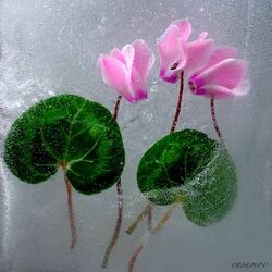 Jigsaw puzzles on topic «Cyclamen»