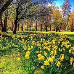 Jigsaw puzzle: Daffodils in the park