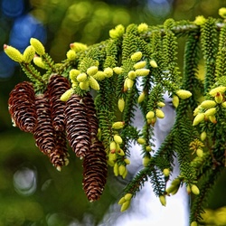 Jigsaw puzzle: Spruce cones