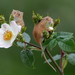 Jigsaw puzzle: Mice and rose hips