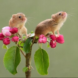 Jigsaw puzzle: Two mice
