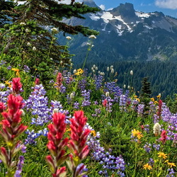 Jigsaw puzzle: Flowers in the mountains