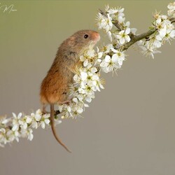 Jigsaw puzzle: Mouse in hawthorn blossom