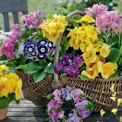 Jigsaw puzzle: Flowers at home