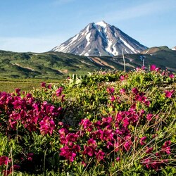 Jigsaw puzzle: Flowers of Kamchatka