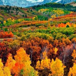 Jigsaw puzzle: Autumn coloring