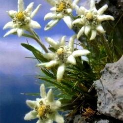 Jigsaw puzzle: Edelweiss