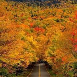 Jigsaw puzzle: The road to the autumn tunnel