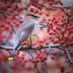 Jigsaw puzzle: American waxwing