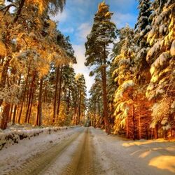 Jigsaw puzzle: In winter along the forest road