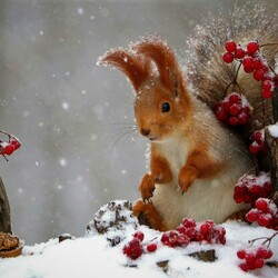 Jigsaw puzzle: Squirrel in winter