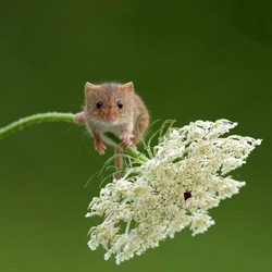 Jigsaw puzzle: Tiny mouse