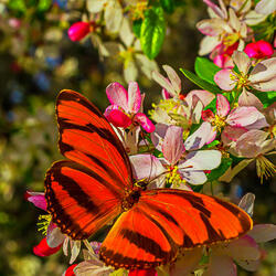Jigsaw puzzle: Butterfly on a flowering tree