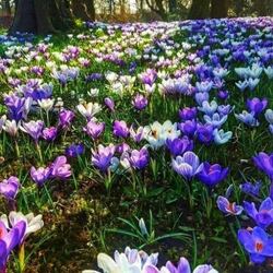 Jigsaw puzzles on topic «Crocuses»