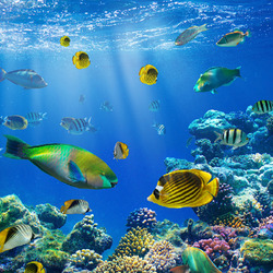 Jigsaw puzzle: Underwater world with fish