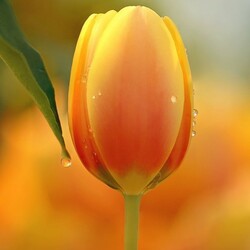 Jigsaw puzzles on topic «Tulips yellow»