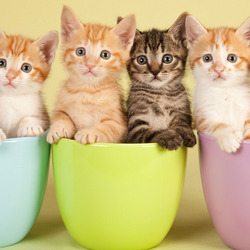 Jigsaw puzzle: Kittens in cups