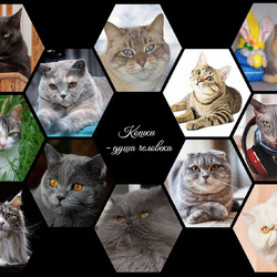 Jigsaw puzzle: Collage with cats