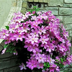 Jigsaw puzzles on topic «Clematis»