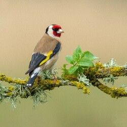 Jigsaw puzzle: Goldfinch